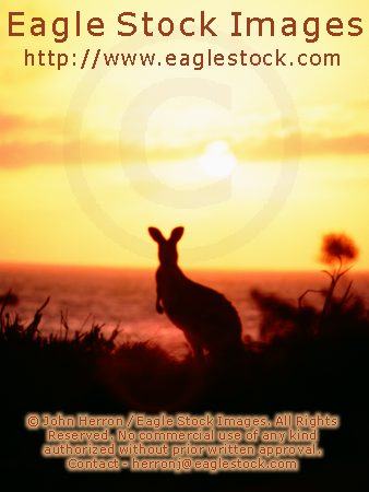 Kangaroo Picture with Australia Sunset  #kang01b - Very dramatic kangaroo photo.  West Australian sunset photo.   Order your prints today.